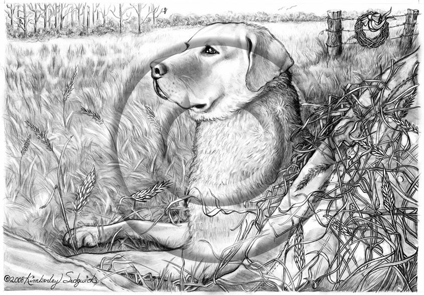 The Labrador Retriever