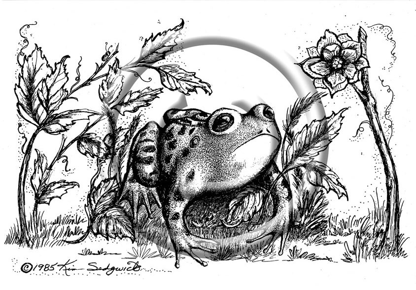 The Frog